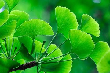 Ginkgo biloba diabetes