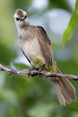 Yellow-vented Bulbul