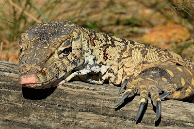  Perentie information