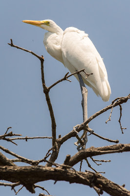 Great Egret, UTSW Rookery