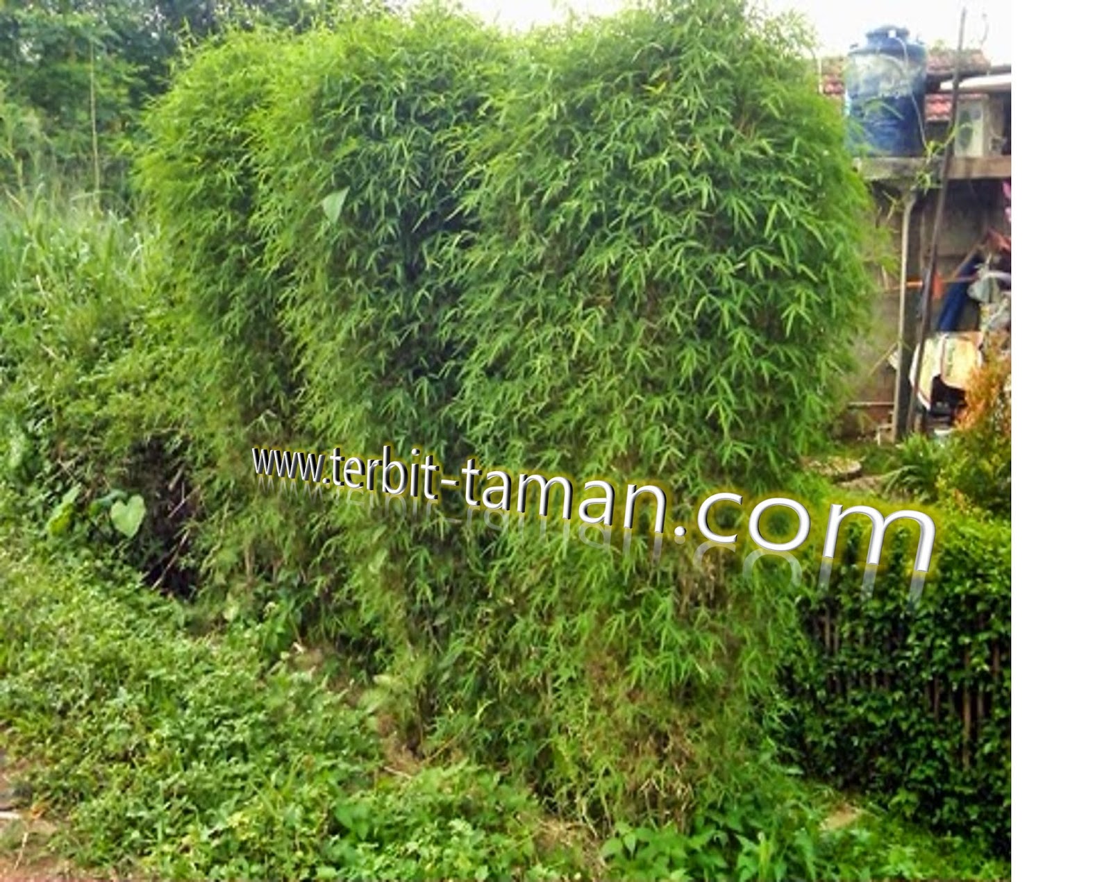 Jual pohon bambu  jepang  tanaman pagar  solusi pertamanan 