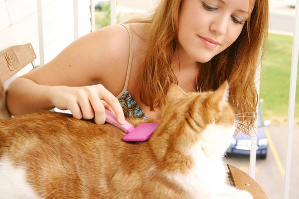 Ways to Prevent a Cat Flea Infestation