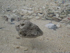 Pumice Rock Batu Pelik Yang Terapung Atas Air!