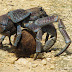 Coconut Crab Edible Parts