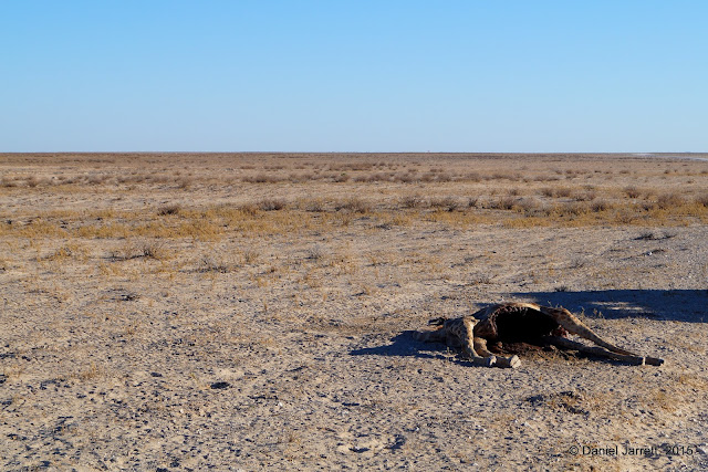 Eaten Giraffe, Etosha National Park, Namibia