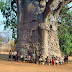 2,000 year old tree in South Africa called The Tree of Life