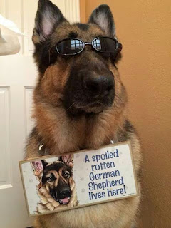 Dog Humor : Living with a spoiled German Sheperd