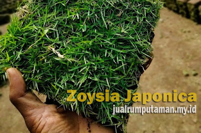 Jual rumput Rumput Jepang (Zoysia Japonica)