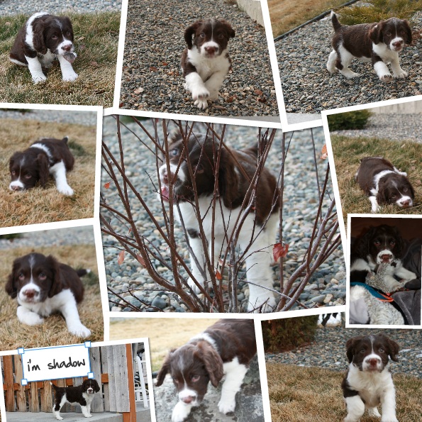 Cute Puppy, Dating and Relationship Tips for Girls, English Springer Spaniel, Loving Dog, loving springer dog, springer dog