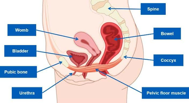 anatomi pelvis wanita