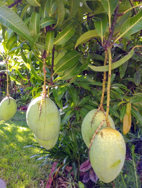 Blogging In Myrtle Glen A Central Florida Gardening Journal Mango Yogurt Ice Cream