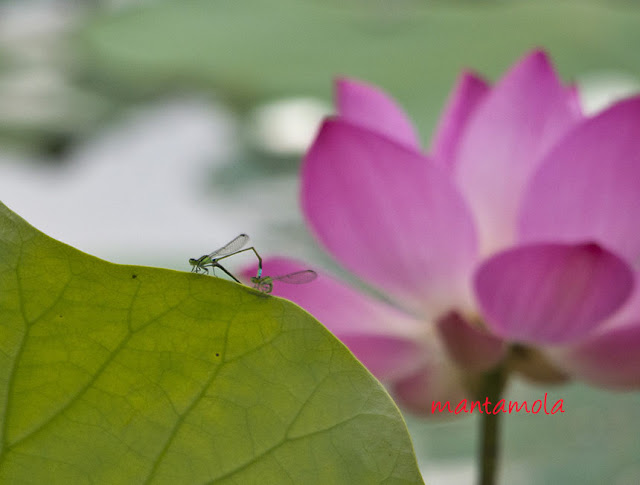 蓮花， lotus plants