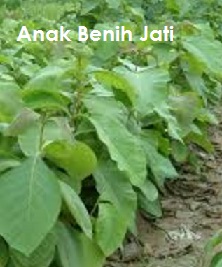 Anim Agro Technology POKOK KAYU JATI  PART 1 