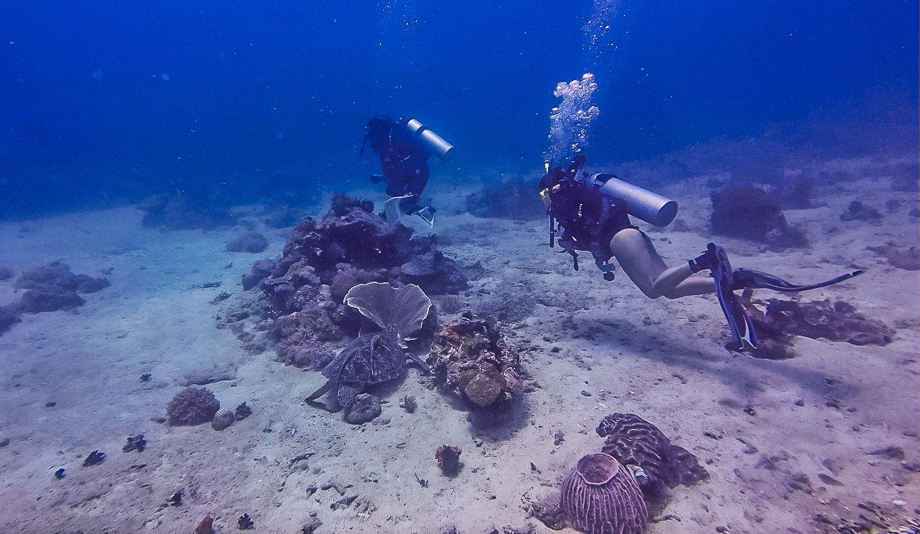 A Comprehensive Guide to Scuba Diving in Sabang, Puerto Galera