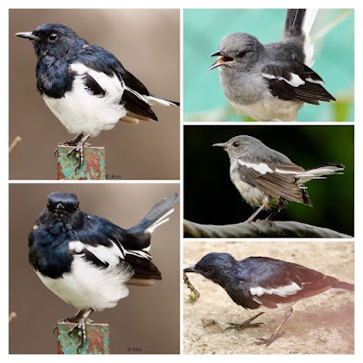 Oriental Magpie-Robin