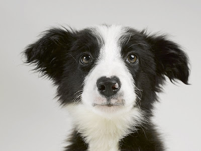 border collie puppies. Border Collie Puppy