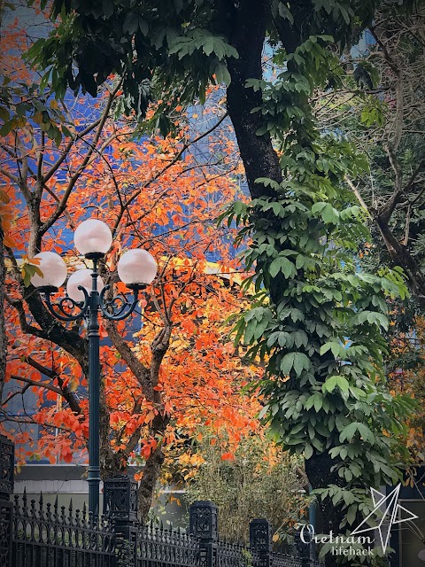 Fall into the most foliage colorful season of spring Hanoi