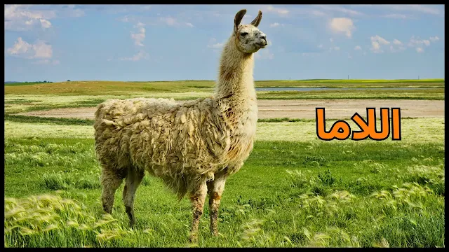 اللاما: حارس جبال الأنديز وأسرار تكيفه المذهل