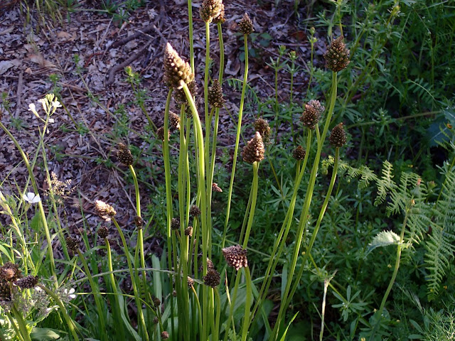 Plantago lanceolata