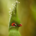 5 Wonderful Birds That You've Never Seen Before