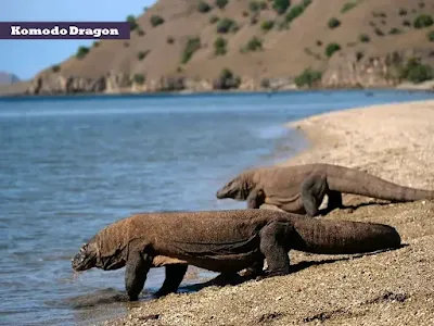 Komodo Dragon with 3 eyes