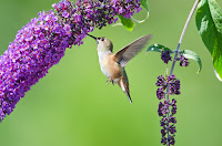 Flowers For Hummingbirds And Butterflies