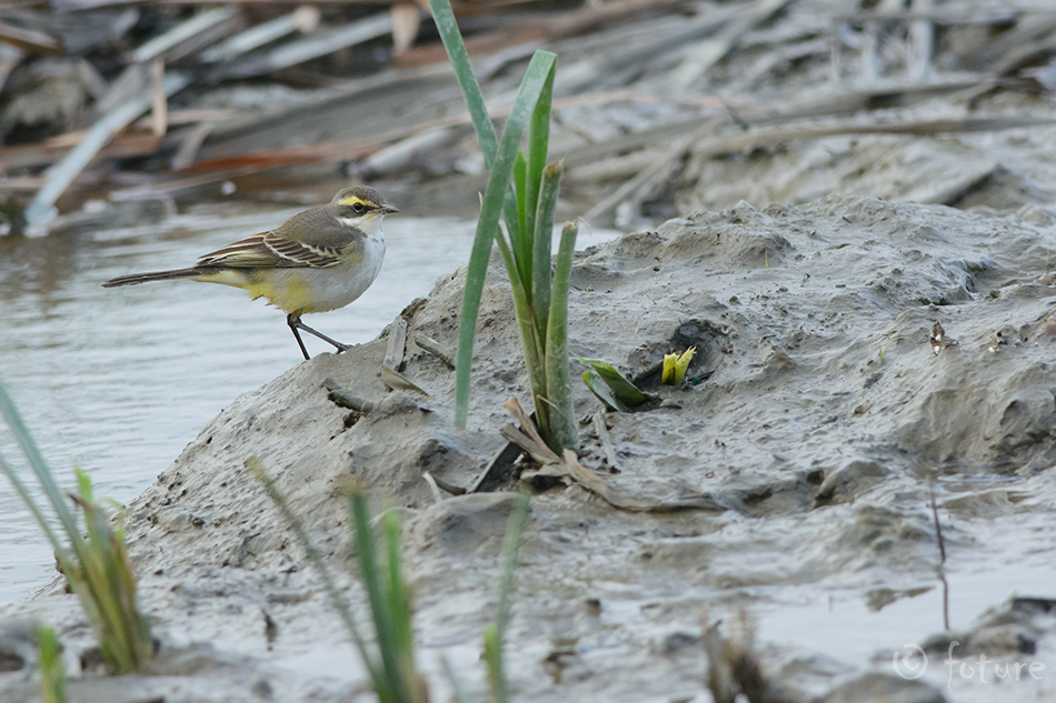 Idahänilane, Motacilla tschutschensis taivana, Green-crowned Yellow Wagtail, hänilane, Kuril