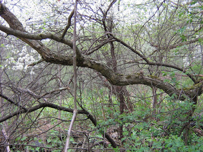 black cherry tree bark. cherry tree bark. lack cherry