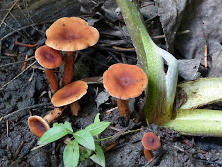 Lactarius nitidus - Lactaire luisant