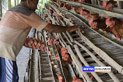 Telur Mahal, Omset Peternak Ayam Petelur di Bojonegoro Naik 50%