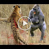 VIDEO: TIGER vs GORILLA ► Lion Vs Python - Anaconda Swallows Python Alive!! - Real Fight!! [DOWNLOAD]