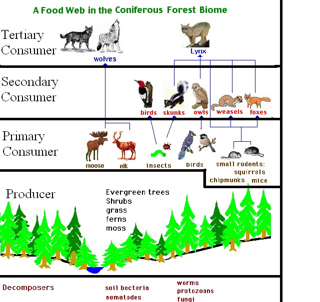 Coniferous Forest Biome Food Web Latitude 59 35 57 16 N Longitude 115 54 51 11 W