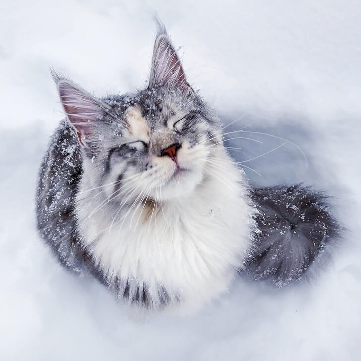 21 Cute Pictures Of Animals That Can Make Even The Worst Day A Bit Better - This Maine coon is having a blissful moment.