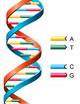 DNA double helix