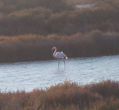 Flamand rose en Camargue