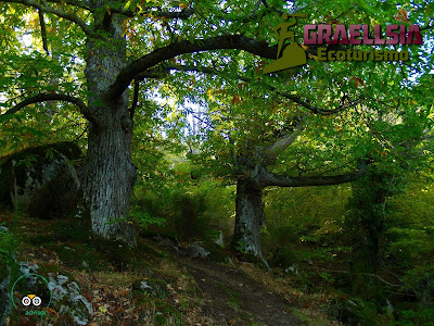 Bosque de la Herrería