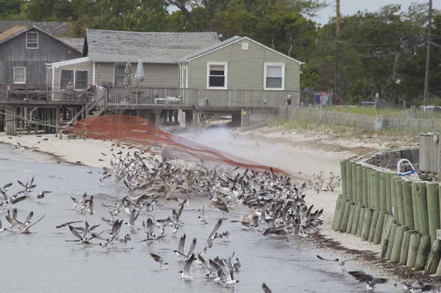 Catching Birds With Nets