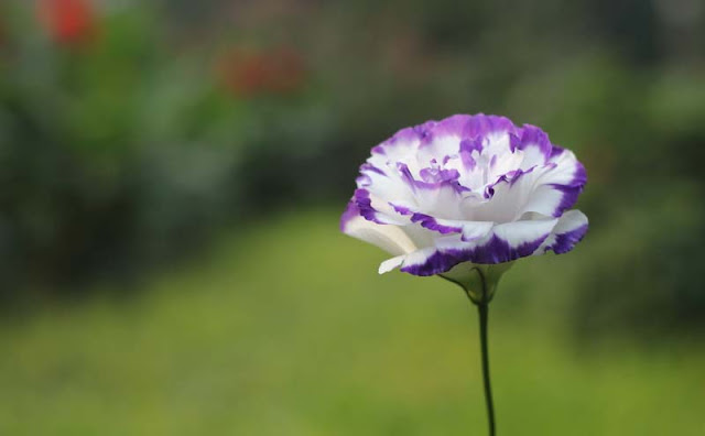 Lisianthus Flowers Pictures