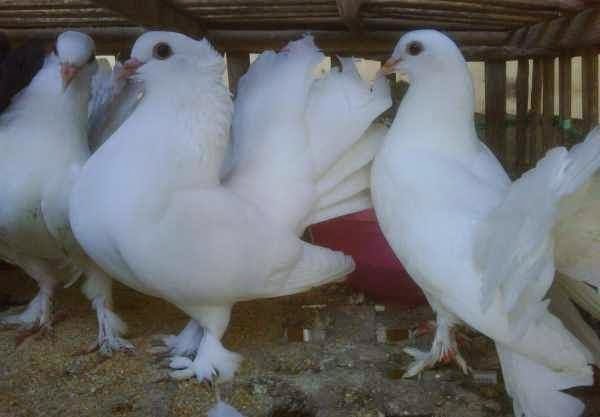 Merpati Hias Fantail