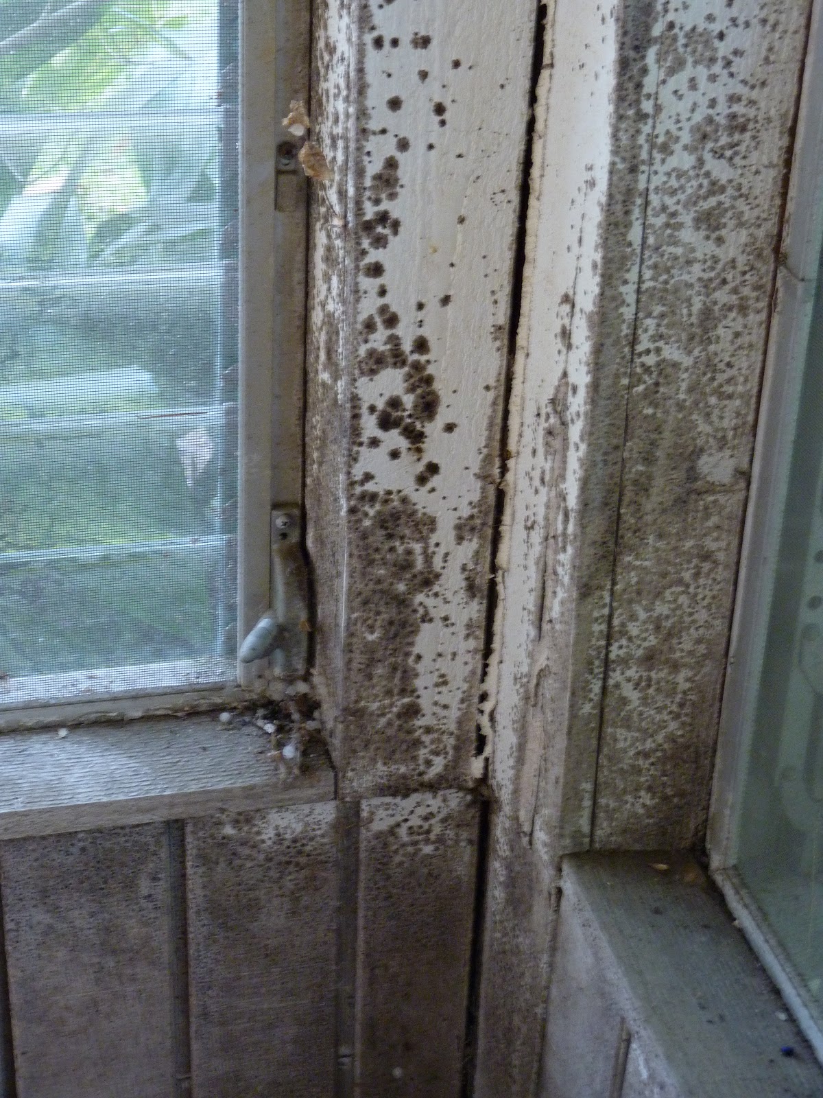 This Old House: Mold and Mildew Inside Porch