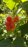 red currant