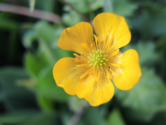 De mooiste foto's uit mijn tuin van juni 2015