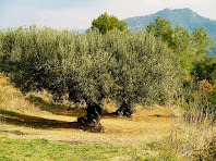 Oliveres a la Serra de la Creu de Sant Pau