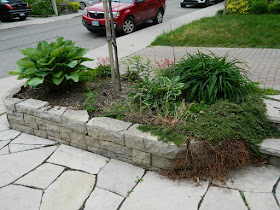 New front garden makeover in Wychwood before by Paul Jung Gardening Services--a Toronto Gardening Company