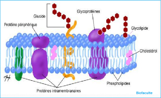 glucides membranaires