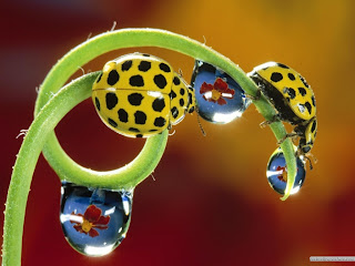 Lady Bugs wallpaper