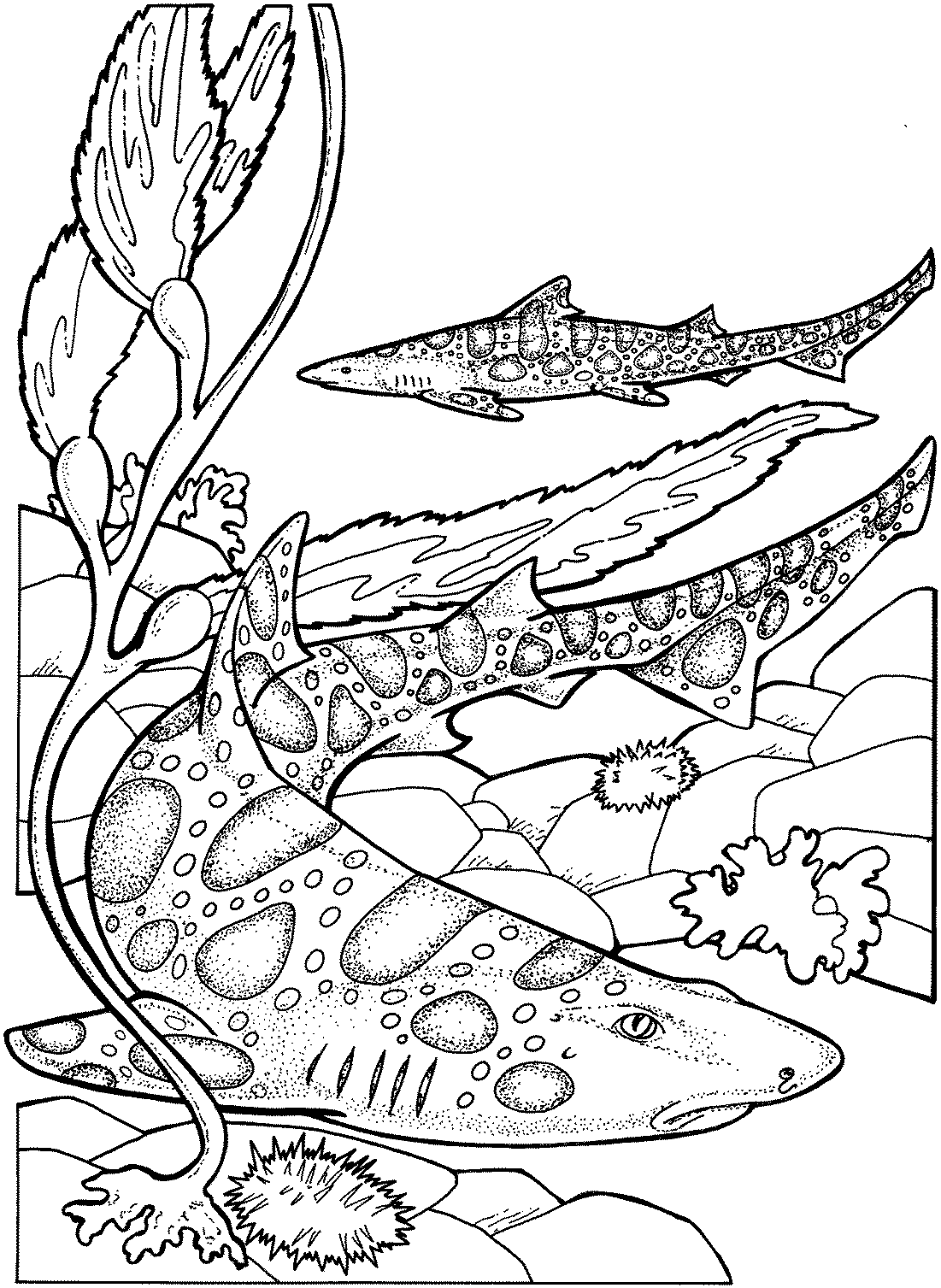 Coloring Pages: Shark Coloring Pages Free and Printable