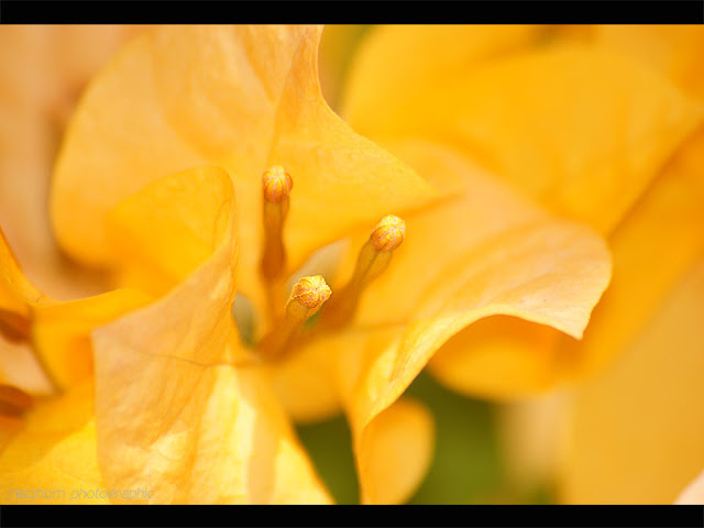 Flowers macro photography 3