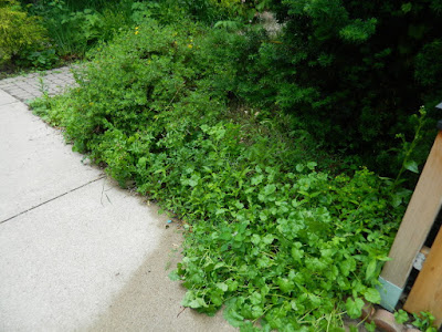 Leslieville Toronto front garden cleanup weeding before by Paul Jung Gardening Services