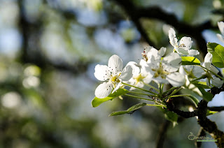 Blüten